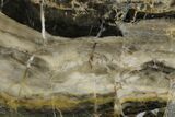 Polished Linella Avis Stromatolite - Million Years #180038-1